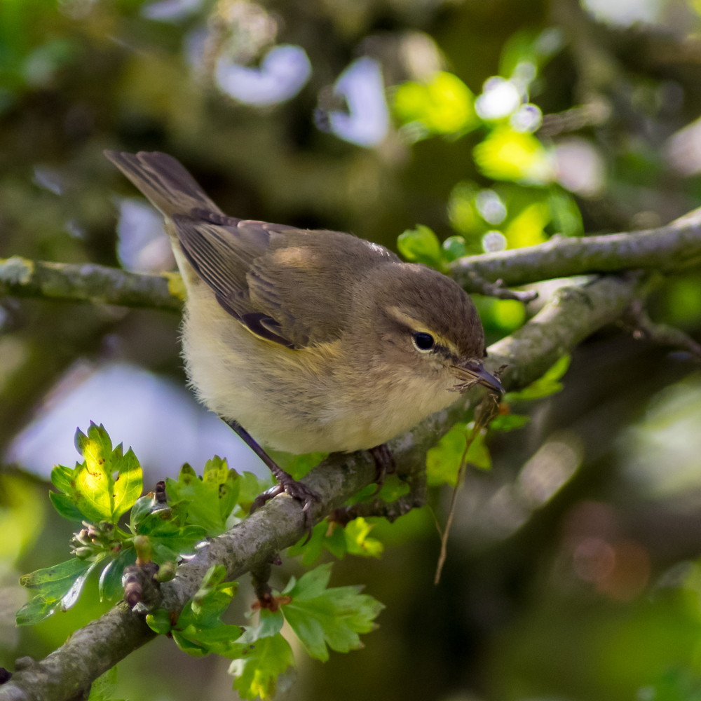Willow Warbler