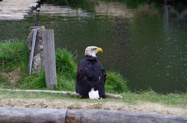 A real-business bird.