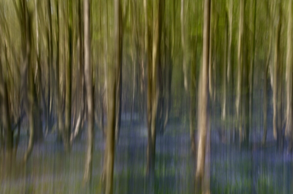Blackbrook Wood iv v2!
