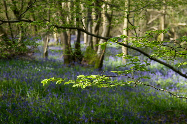 Blackbrook Wood v