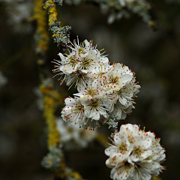 Blackthorn