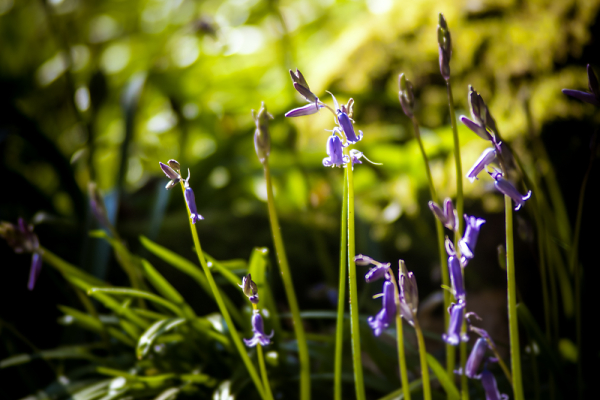 Bluebell fields