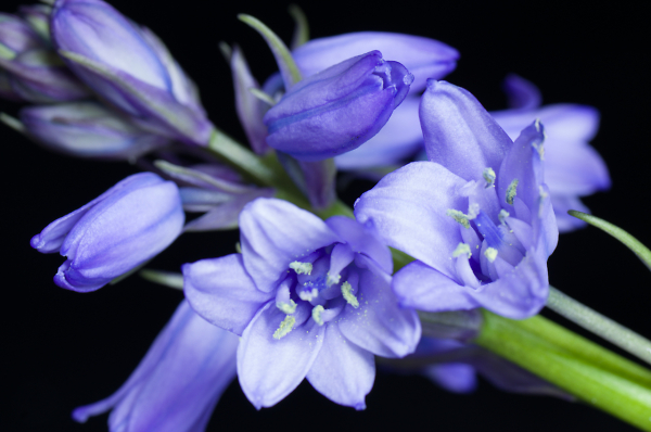 Bluebell