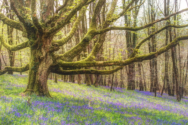 Bluebells on the Quantocks