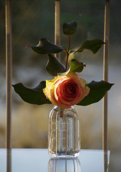 Captive rosebird