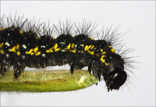 Caterpillar