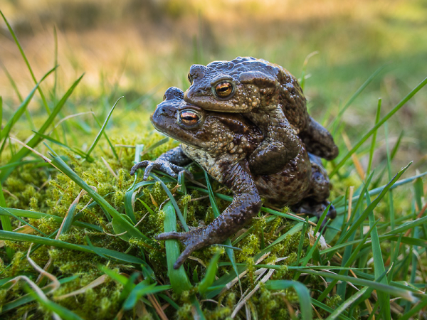 Common Toads