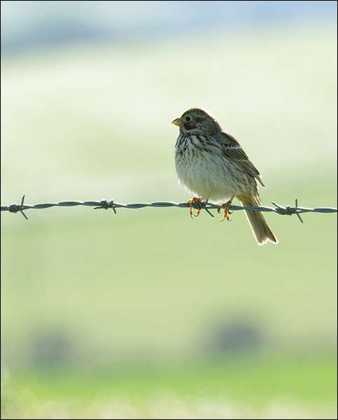 Corn Bunting
