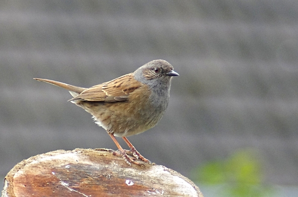 dunnock