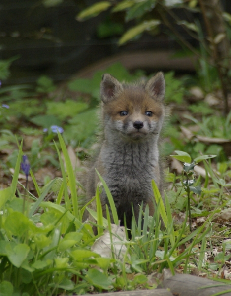 Fox Cub