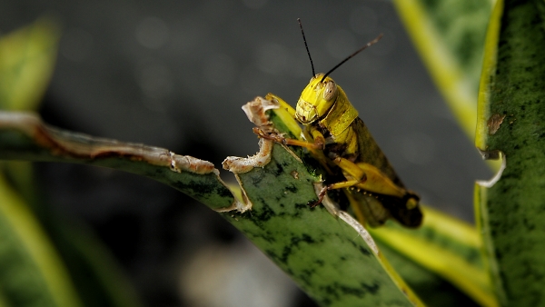 Grasshopper