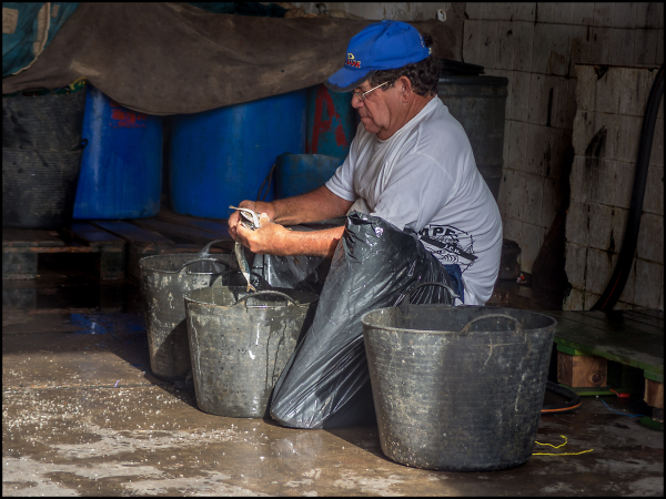 Gutting Fish