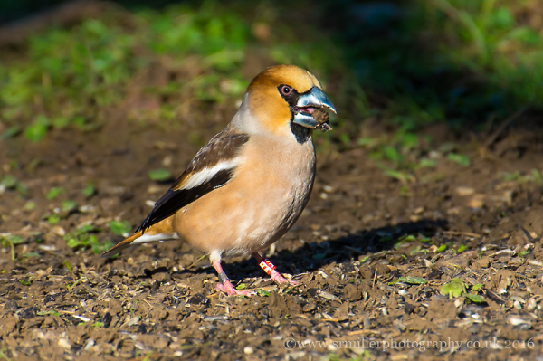 Hawfinch