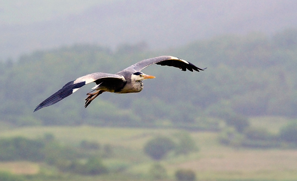 In Flight