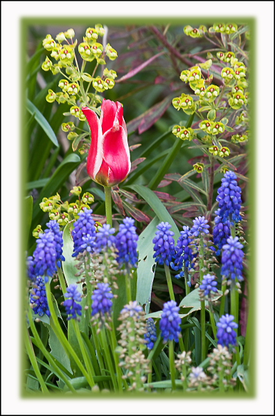 In the garden
