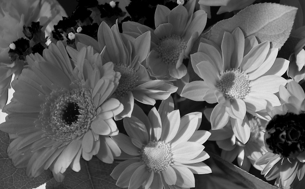 Infrared flowers