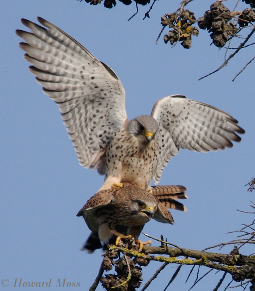 Kestrels