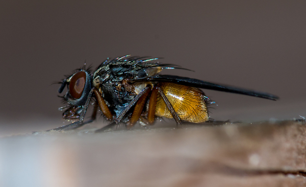 Macro Fly