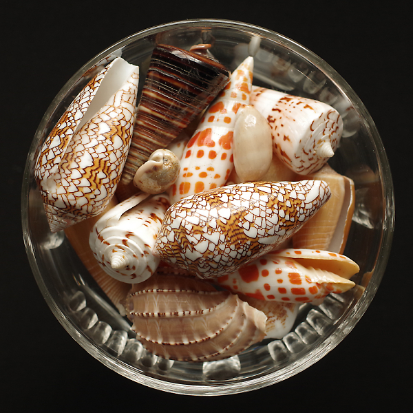 Marine bonbons