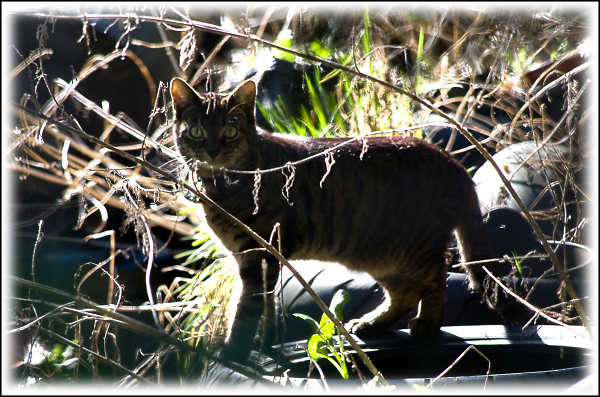 On the prowl