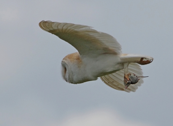 Owl and Shrew