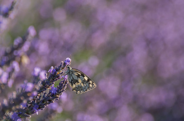 Parfum de provence  -  Perfume from Provence
