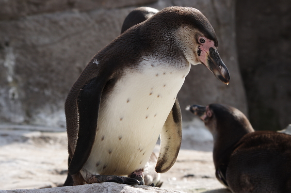 Pick up a penquin