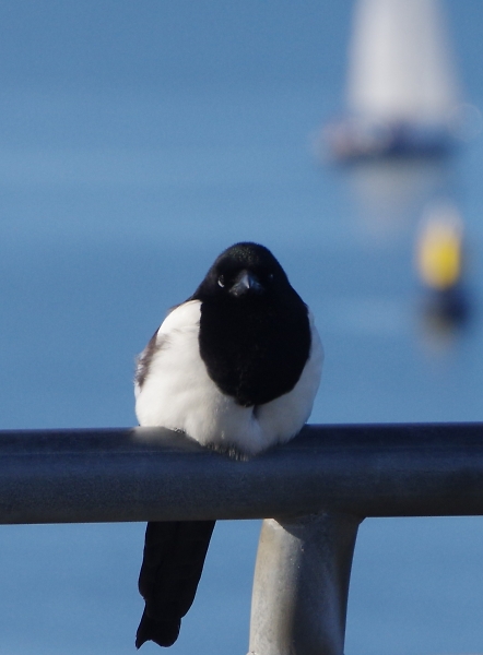 Resting Magpie