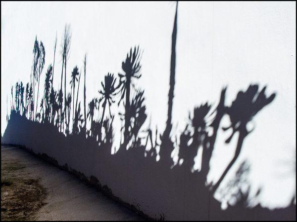 Shadow Play