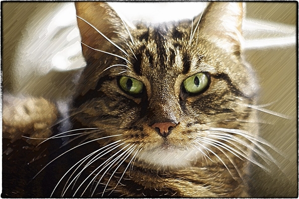 Simba the Cat
