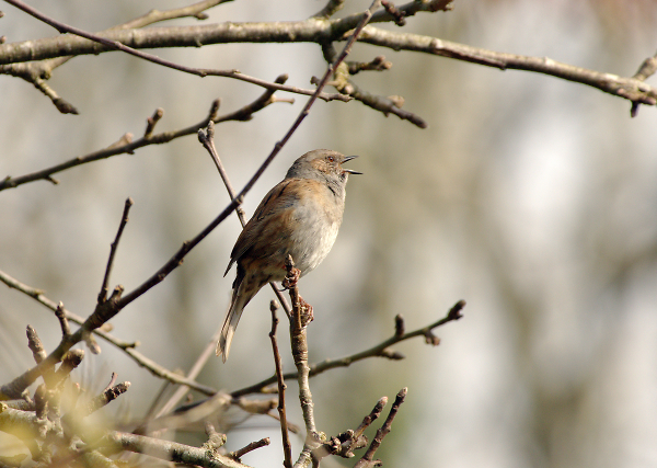 Singing in the Spring
