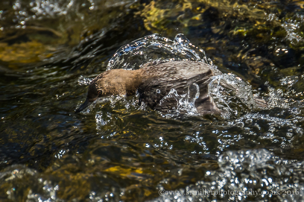 Spot the Dipper