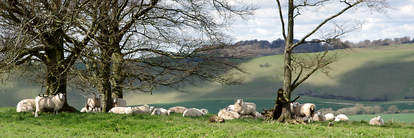 Spring on Ladle Hill.