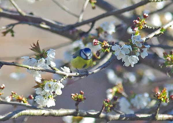 Spring shot