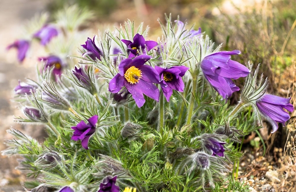 Spring Signs