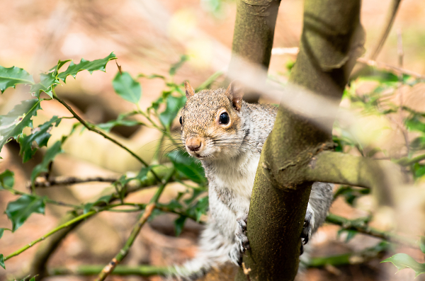 Squirrel