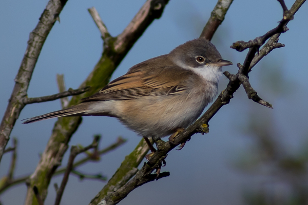 Whitethroat