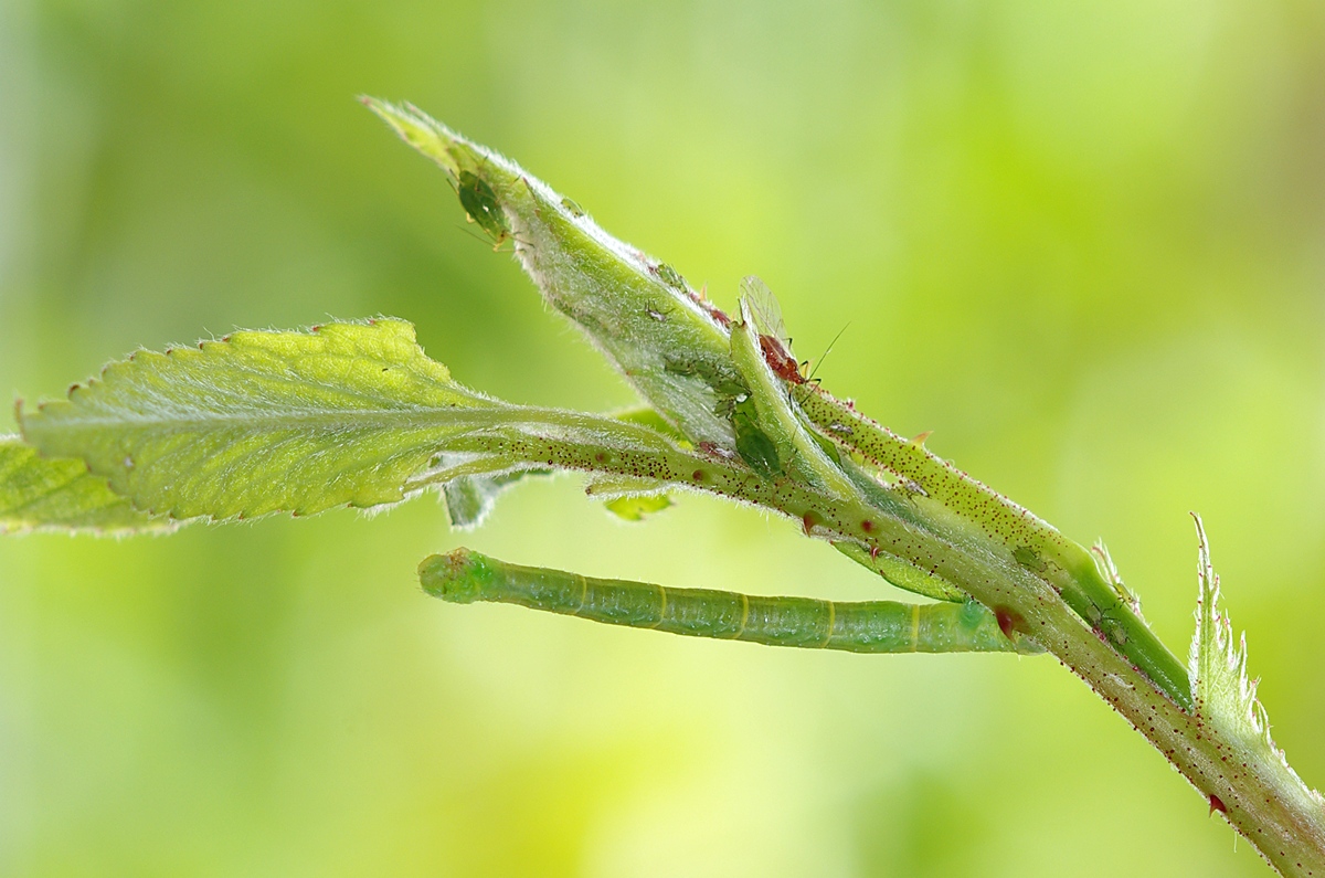 Lunchtime on the rose bush