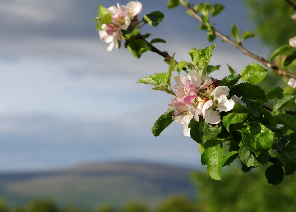 Apple blossom catching the sun in front of Cross Fell