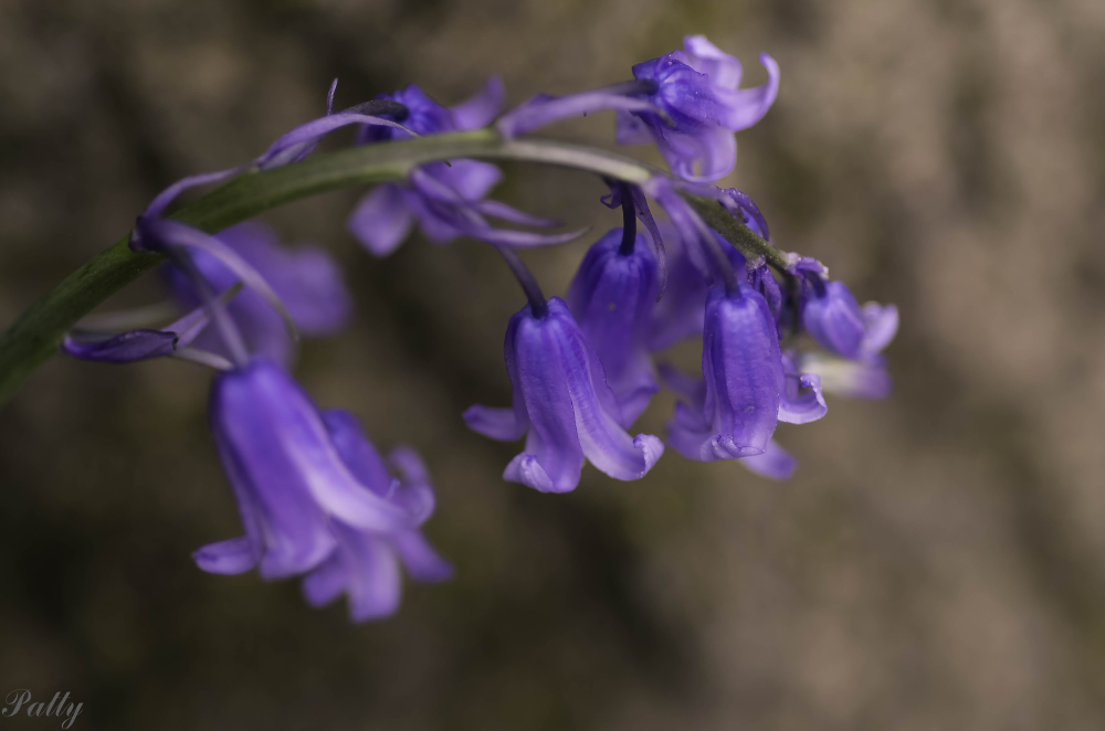 Blue Bells