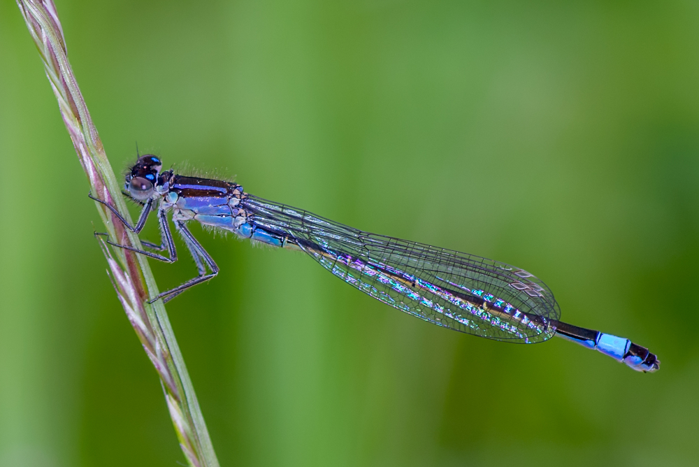 Common Blue Damselfly