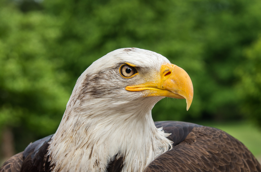 Female Bald Eagle - Irina