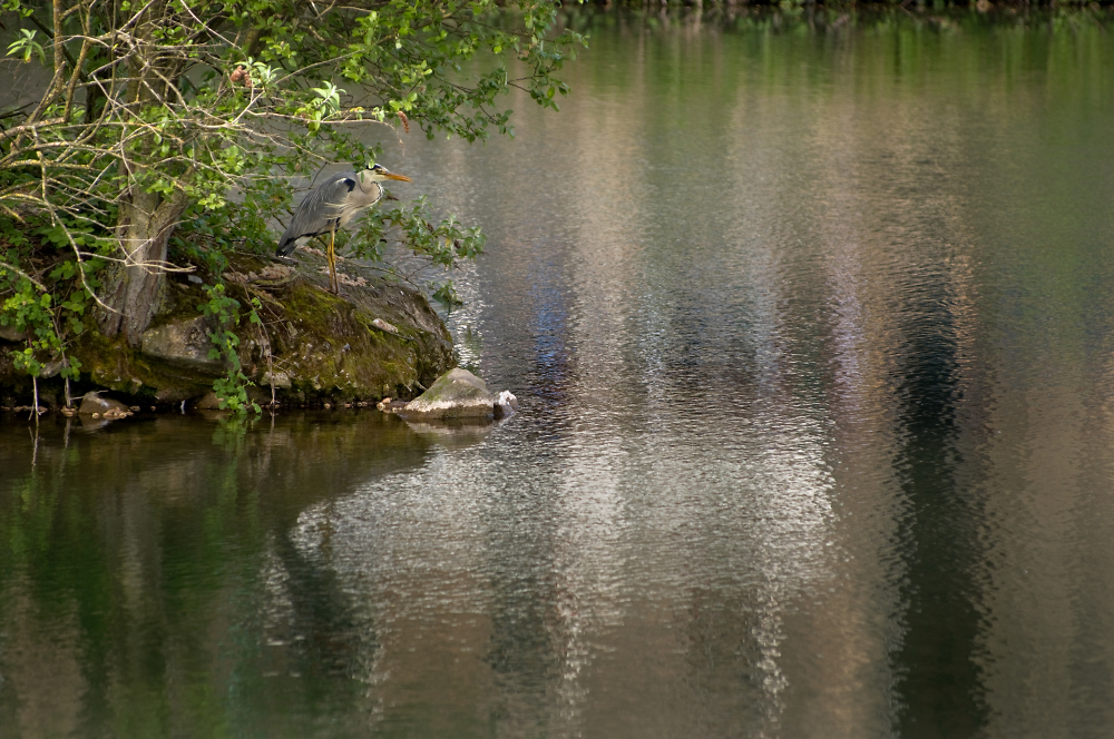 Heron On The Pond