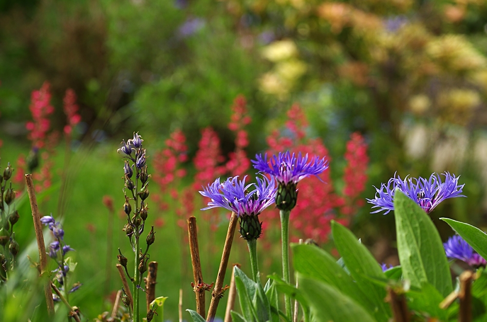 my garden this morning