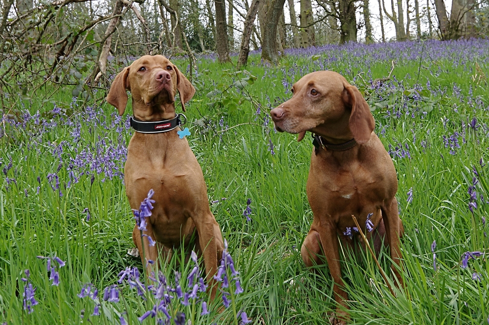 Posers of Bluebell Woods