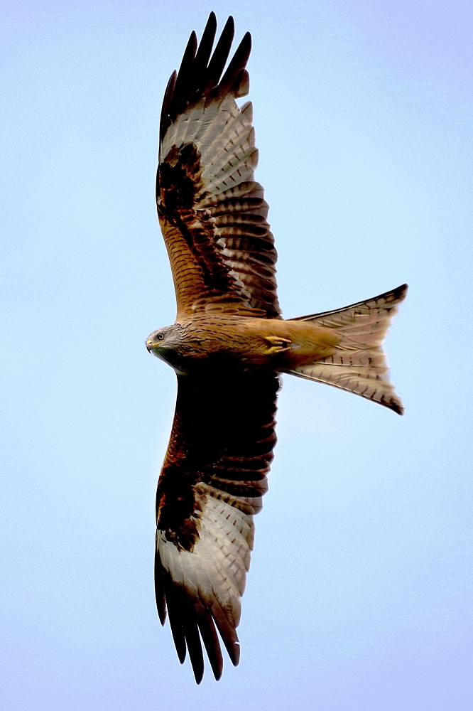 Red kite soaring
