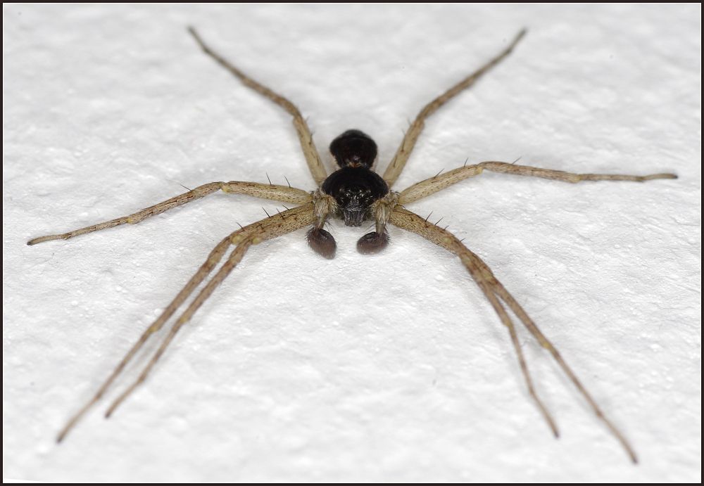 Spider!