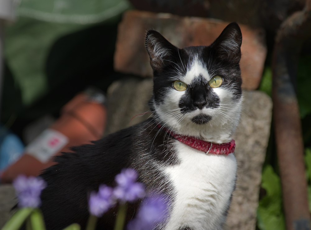 Springtime Cat