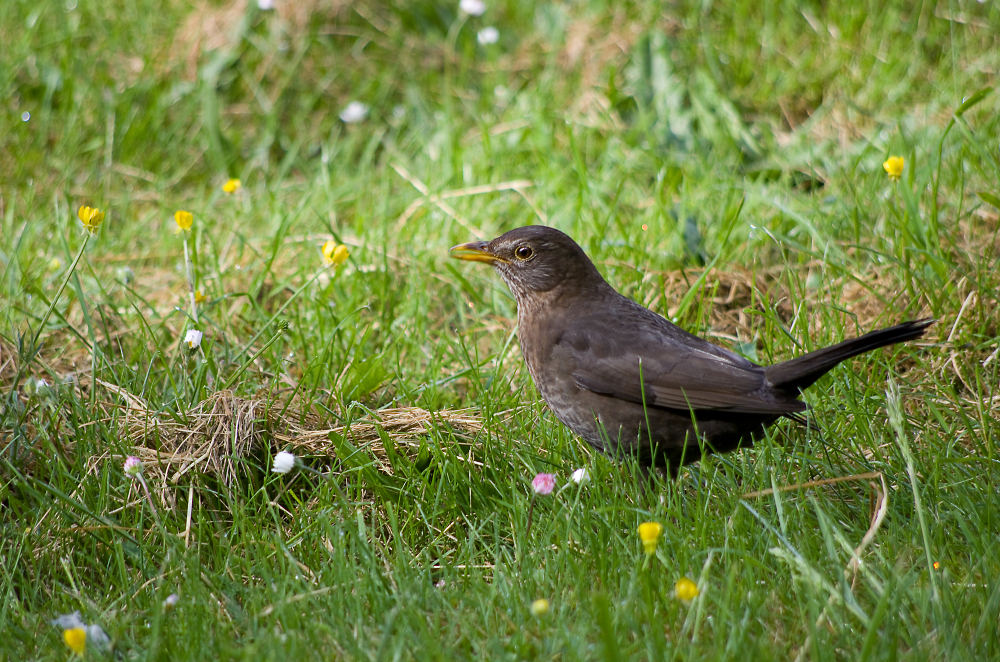 young blackbird