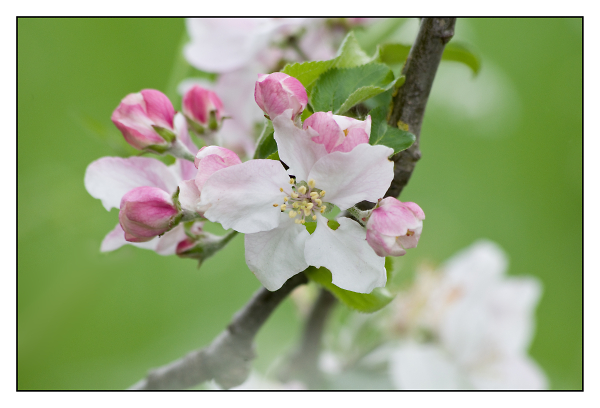 Apple Blossom